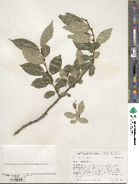 Salix pentandra image