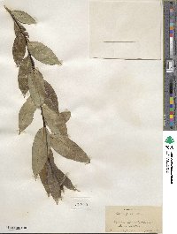 Salix pentandra image