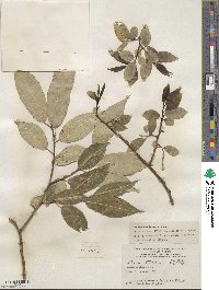 Salix pentandra image