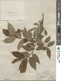 Salix pentandra image