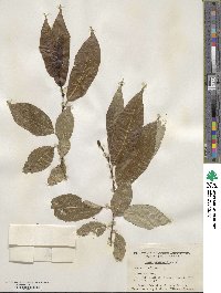 Salix pentandra image