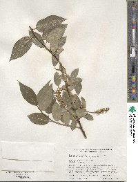 Salix pentandra image