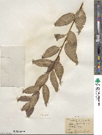 Salix pentandra image