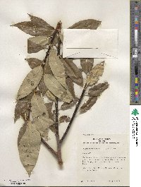 Salix pentandra image