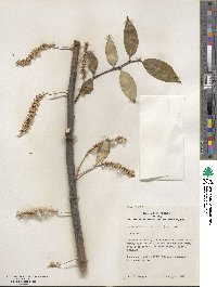 Salix pentandra image