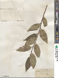 Salix pentandra image