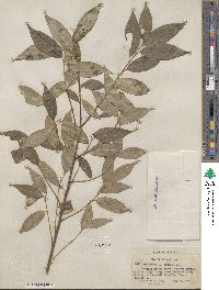 Salix pentandra image