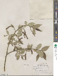 Salix pentandra image