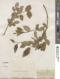 Salix pentandra image