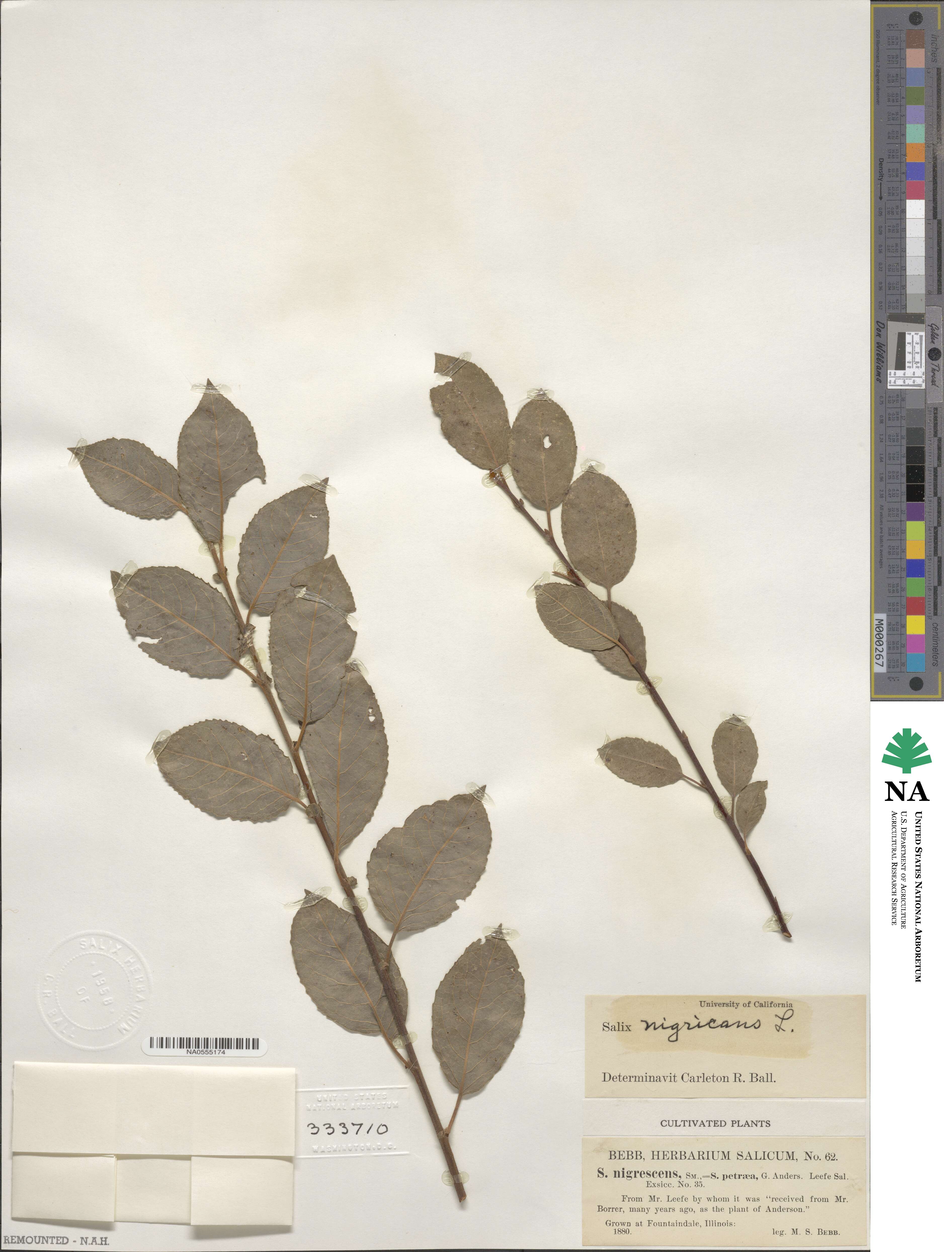 Salix myrsinifolia subsp. myrsinifolia image