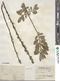 Salix myrsinifolia subsp. myrsinifolia image