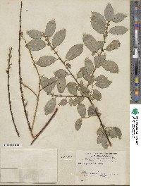 Salix myrsinifolia image