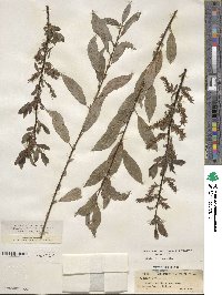 Salix myrsinifolia image