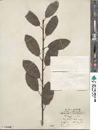 Salix myrsinifolia image