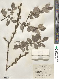 Salix myrsinifolia image