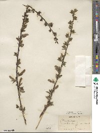 Salix myrsinifolia subsp. myrsinifolia image