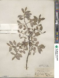 Salix myrsinifolia image