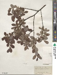 Salix myrsinifolia subsp. myrsinifolia image