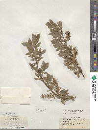 Salix myrsinifolia image