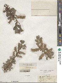 Salix myrsinifolia image