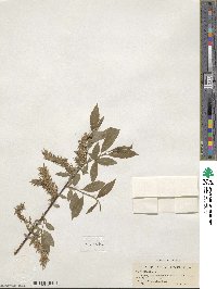 Salix myrsinifolia subsp. myrsinifolia image