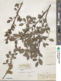 Salix myrsinifolia subsp. myrsinifolia image