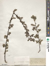 Salix myrsinifolia image