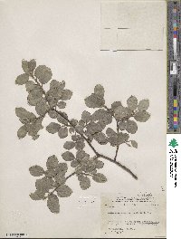 Salix myrsinifolia image