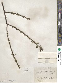 Salix myrsinifolia image