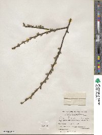 Salix myrsinifolia image