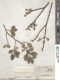 Salix myrsinifolia image