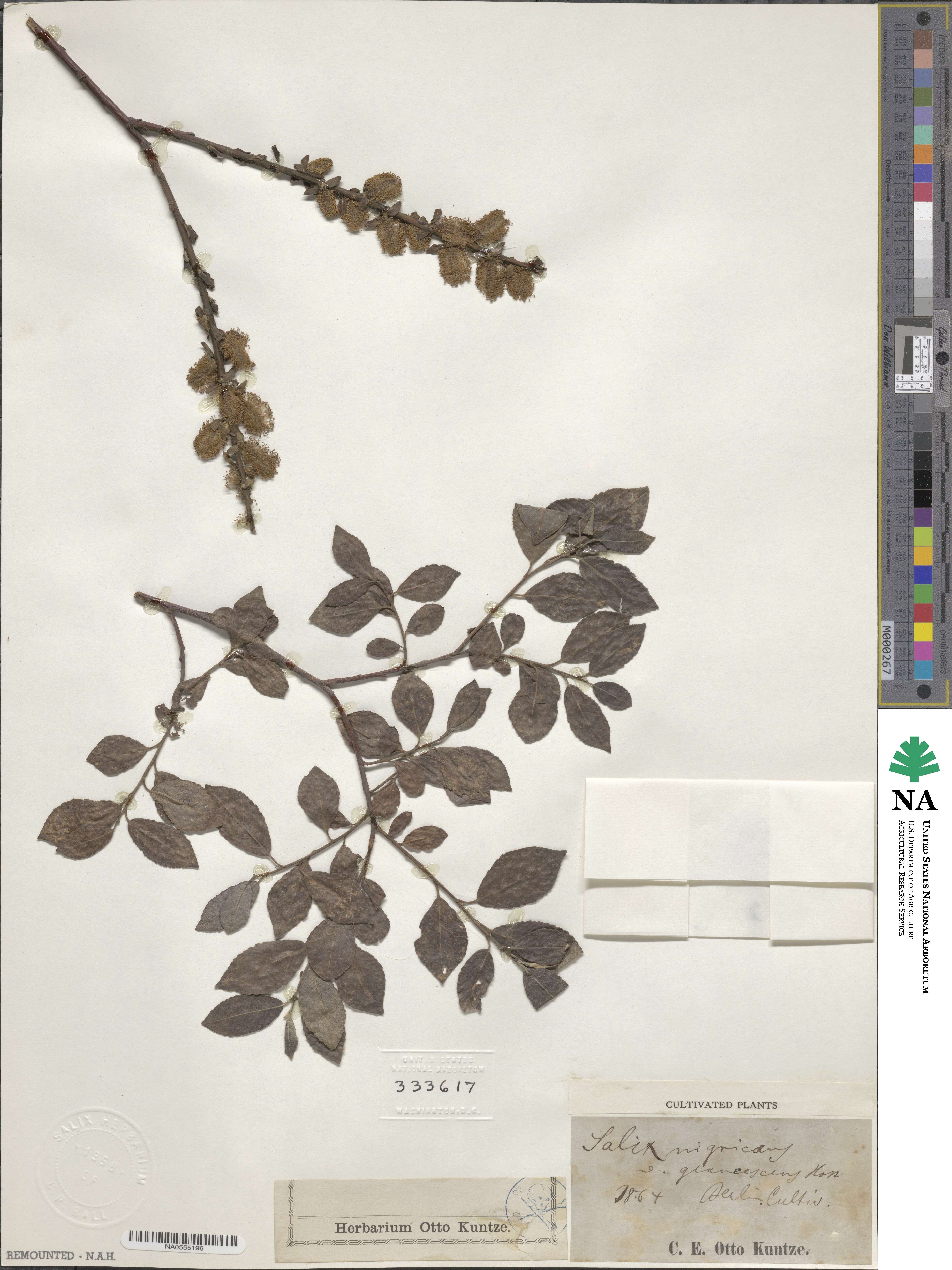 Salix myrsinifolia image