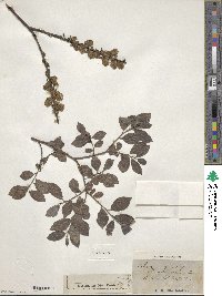 Salix myrsinifolia image