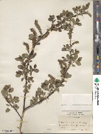 Salix myrsinifolia image