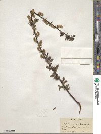 Salix nigricans var. parvifolia image