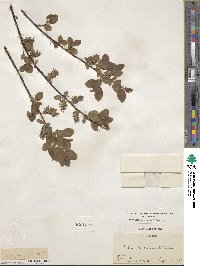 Salix myrsinifolia subsp. myrsinifolia image