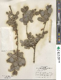 Salix myrsinifolia image