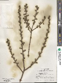 Salix myrsinifolia image