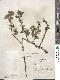 Salix myrsinifolia image