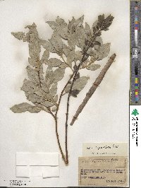 Salix myrsinifolia image