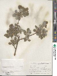 Salix myrsinifolia image