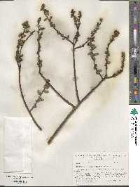 Salix myrsinifolia image