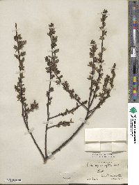 Salix myrsinifolia image