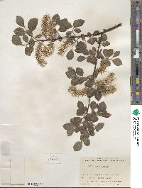 Salix myrsinifolia image