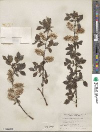 Salix myrsinifolia image