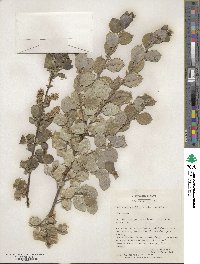 Salix myrsinifolia image