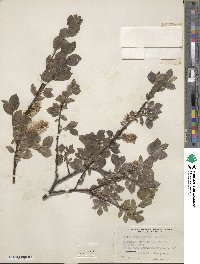 Salix myrsinifolia image