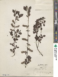 Salix myrsinifolia image