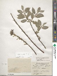 Salix myrsinites image