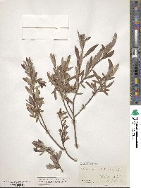 Salix myrtilloides image